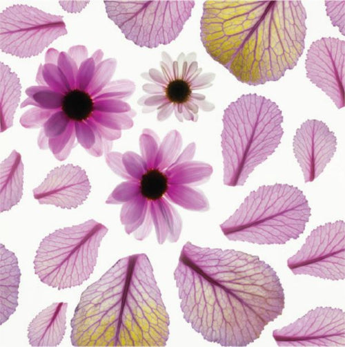 100% Pure Silk Scarf - Exclusive Designs